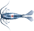leuchtfisch