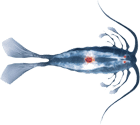 leuchtfisch