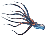 octopus