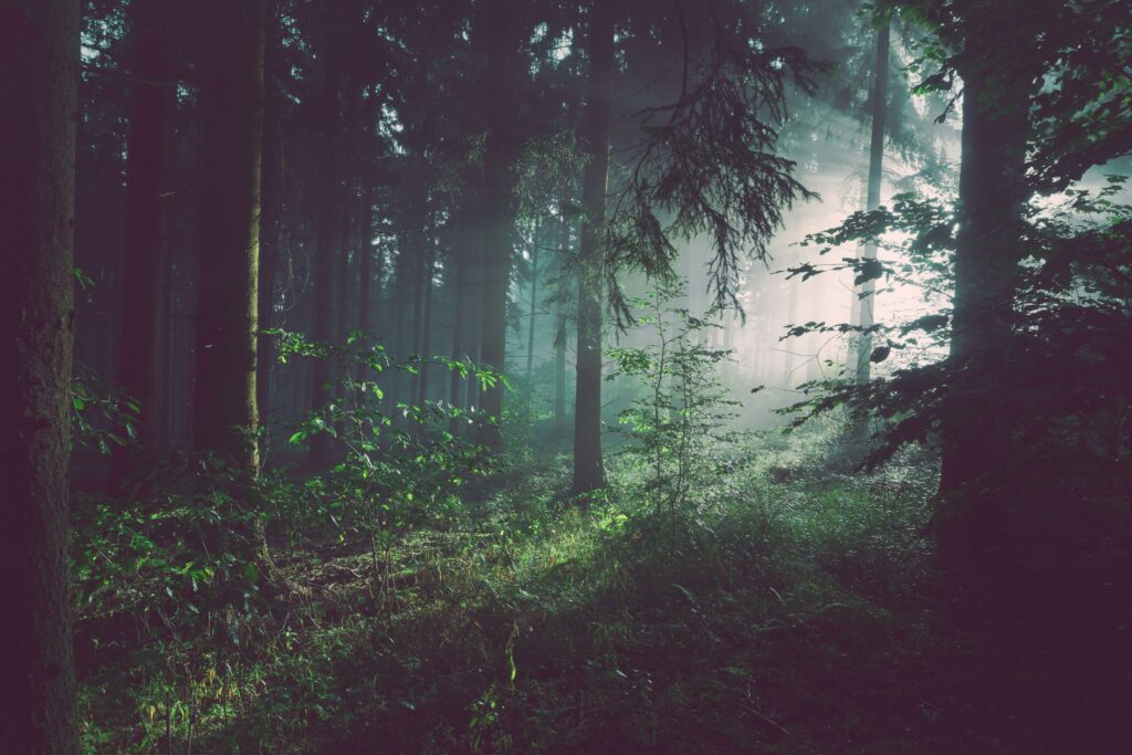 Umwelt und Nachhaltigkeit