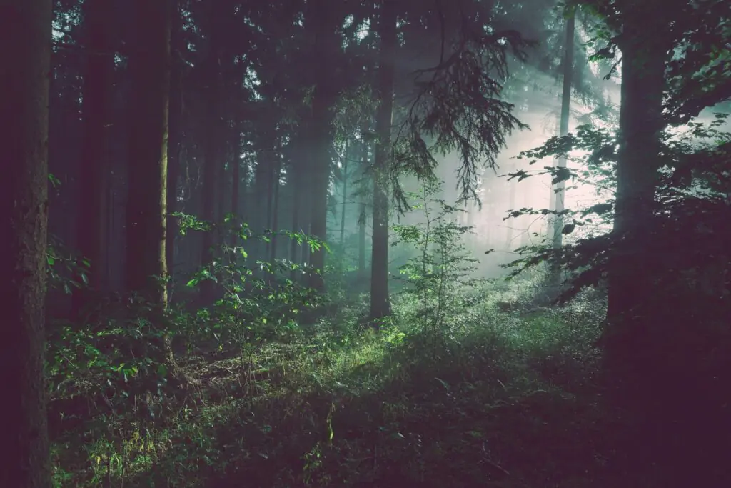Umwelt und Nachhaltigkeit
