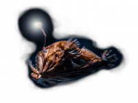 tiefsee-fisch Fisch